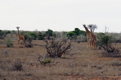 Kenia (430)